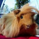 Peruvian Guinea Pig-2