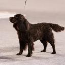 American Water Spaniel Dog Breed