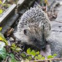 European Hedgehog-1