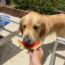 Can Dogs Eat Watermelon-1