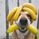 can dogs eat bananas-3