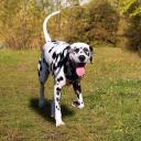 Dalmatian Photo