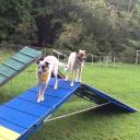 Dog Agility Training-3