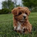 Yorkipoo Dog