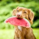 Can Dogs Eat Watermelon