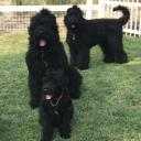 Black Russian Terrier Photo