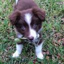 Border Collie Puppy