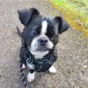 Boston Terrier Pekingese Mix Dog