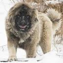 Caucasian Shepherd Dog Photo