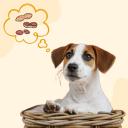 Can dogs eat Peanuts_ 2