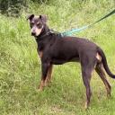 Blue Lacy dog breed