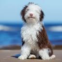 Spanish Water Dog Breed