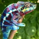 Panther Chameleon-2