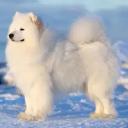 Samoyed Dog Breed