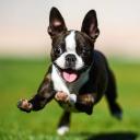 Boston Terrier Puppy