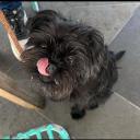 Affenpinscher dog breed