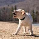 How to Train a Dog to Stop Barking-2