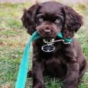 Boykin Spaniel Dog Photo