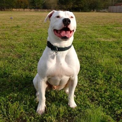 American Bulldog Image