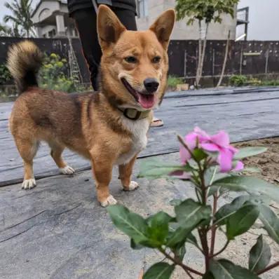 Corgi Inu Image