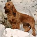 Basset Fauve de Bretagne Dog