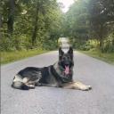 Shiloh Shepherd Dog