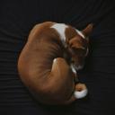 Basenji Dog Breed