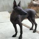 Xoloitzcuintli Dog Breed