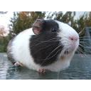 Peruvian Guinea Pig