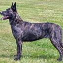 Dutch Shepherd