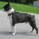 Boston Terrier Dog Breed