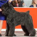 Bouvier des Flandres in dog show