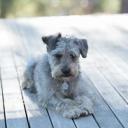 Schnoodle Dog