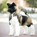 Akita Chow