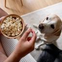 Can Dogs Eat Popcorn-1