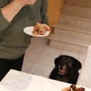 What Human Food Can Dogs Eat