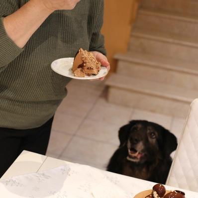 What Human Food Can Dogs Eat? Image