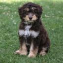 Aussiedoodle