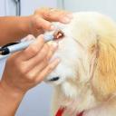 Dog Eye Health Issues-1