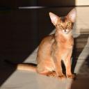 abyssinian cat