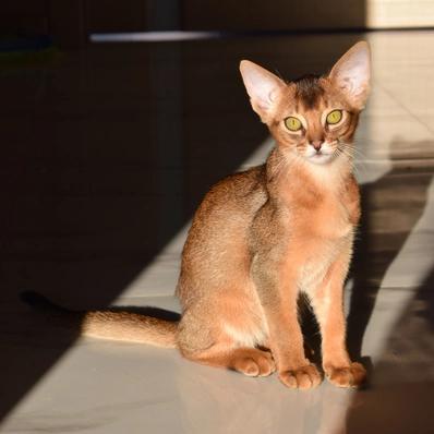 Abyssinian Cat Image