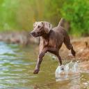 Weimaraner