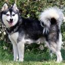 Alaskan Klee Kai Dog