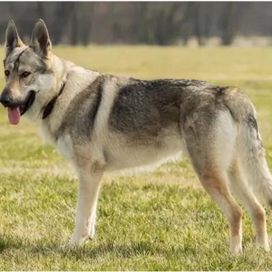 Czechoslovakian Vlcak (Wolf Dog) Image