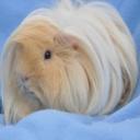 Peruvian Guinea Pig-1