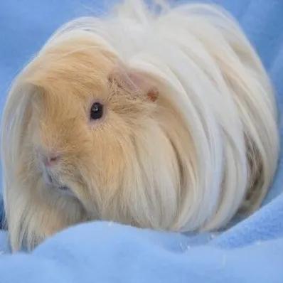 Peruvian Guinea Pig Image