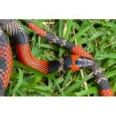 red tail boa-3