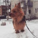 Australian Terrier Photo