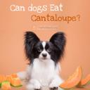 Can Dogs Eat Cantaloupe