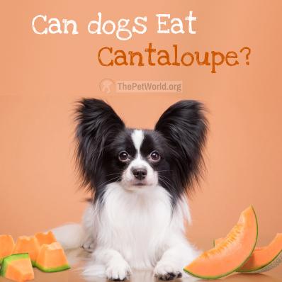 Can Dogs Eat Cantaloupe? Image